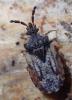 Aradus depressus